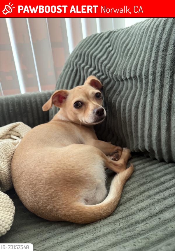 Lost Male Dog last seen Studebaker rd and Kenney St, Norwalk, CA 90650