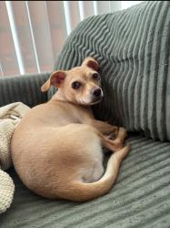 Lost Male Dog last seen Studebaker rd and Kenney St, Norwalk, CA 90650