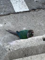 Found/Stray Unknown Bird last seen Cahalan Park, San Jose, CA 95123
