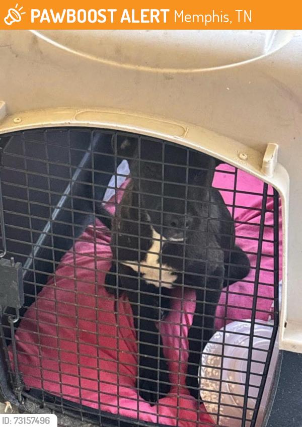 Found/Stray Male Dog last seen Dalebrook St & Dalebrook Cv near Whitney, Memphis, TN 38127