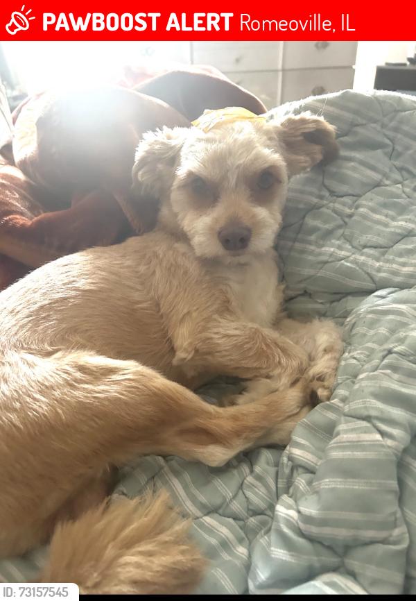 Lost Male Dog last seen Rotary Park, Romeoville, IL 60446
