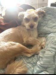 Lost Male Dog last seen Rotary Park, Romeoville, IL 60446