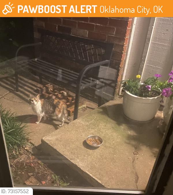 Found/Stray Unknown Cat last seen Nw 122nd and western, Oklahoma City, OK 73120
