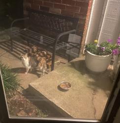 Found/Stray Unknown Cat last seen Nw 122nd and western, Oklahoma City, OK 73120
