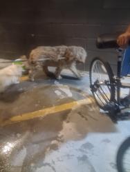 Found/Stray Male Dog last seen Clear home storage, Las Vegas, NV 89102