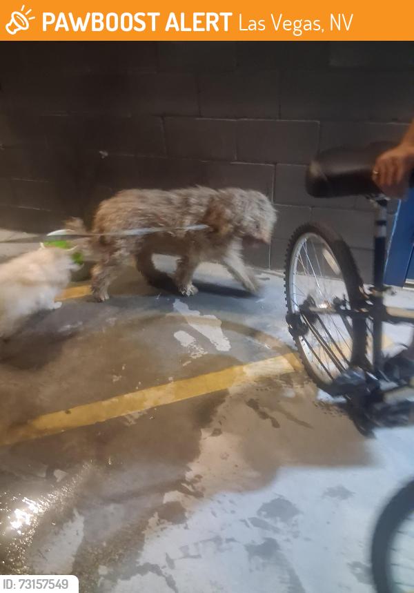 Found/Stray Male Dog last seen Clear home storage, Las Vegas, NV 89102