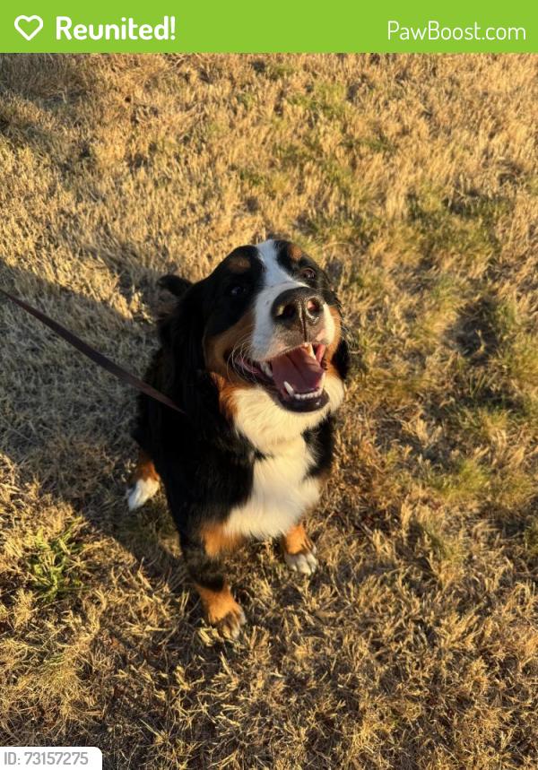 Reunited Female Dog last seen 46th and Baltimore St, Tacoma, WA 98407