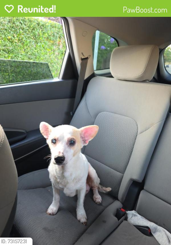 Reunited Female Dog last seen Franklin Park, Huntington Beach, Huntington Beach, CA 92647