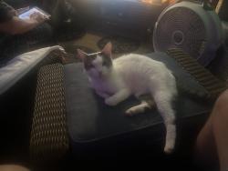Found/Stray Unknown Cat last seen Galbraith and Cheviot Road, Groesbeck, OH 45239