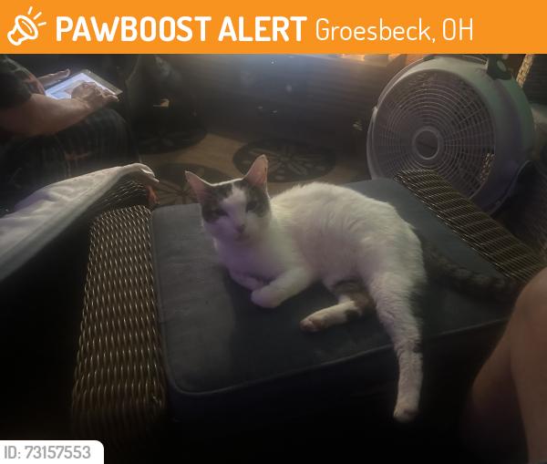 Found/Stray Unknown Cat last seen Galbraith and Cheviot Road, Groesbeck, OH 45239