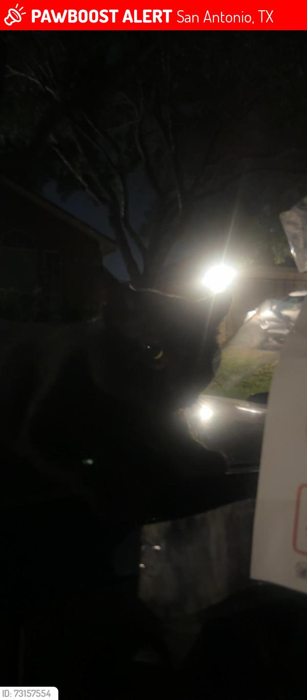 Lost Male Cat last seen Near clbh, San Antonio, TX 78221
