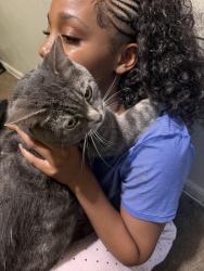 Reunited Male Cat last seen Home, Baltimore, MD 21230