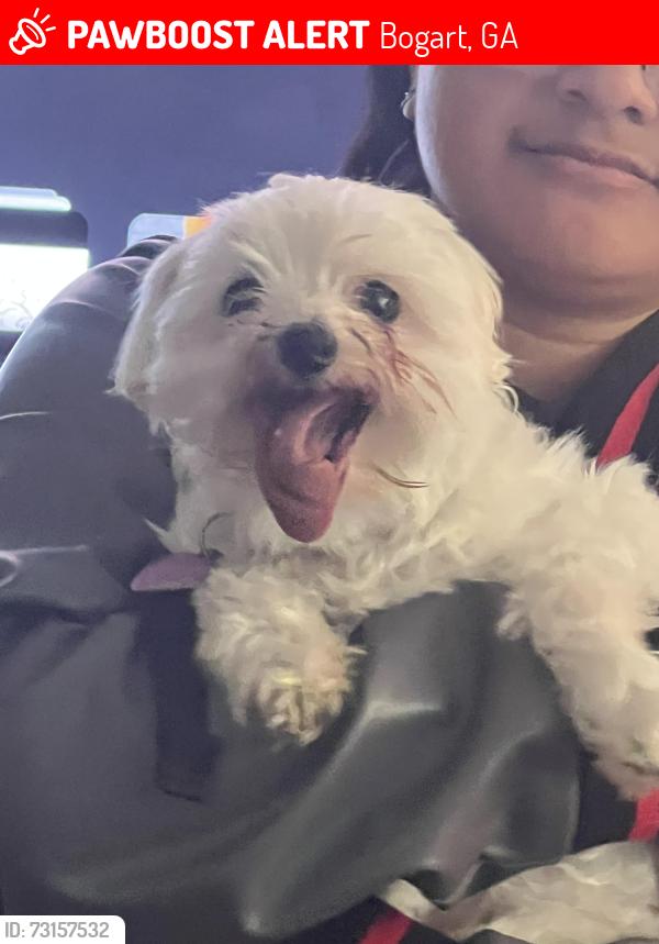 Lost Female Dog last seen Vanessa Avenue, Bogart Georgia 30622, Bogart, GA 30622
