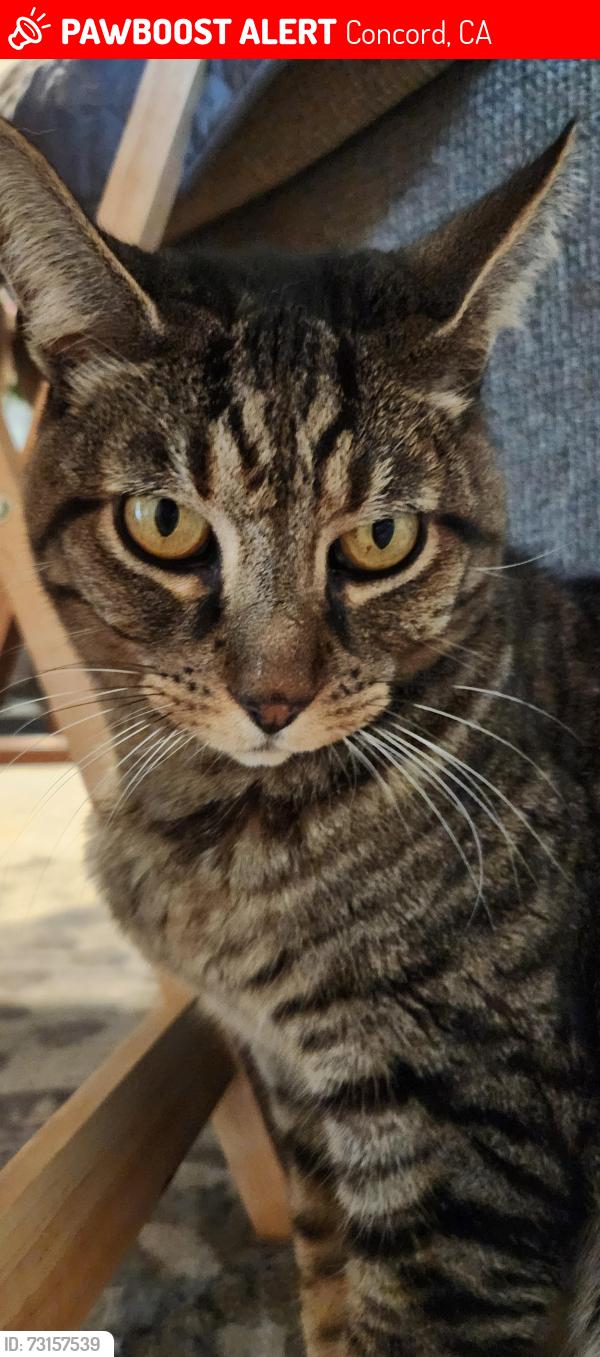 Lost Male Cat last seen Walnut Country, Concord, CA 94521