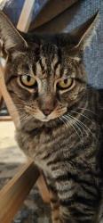 Lost Male Cat last seen Walnut Country, Concord, CA 94521