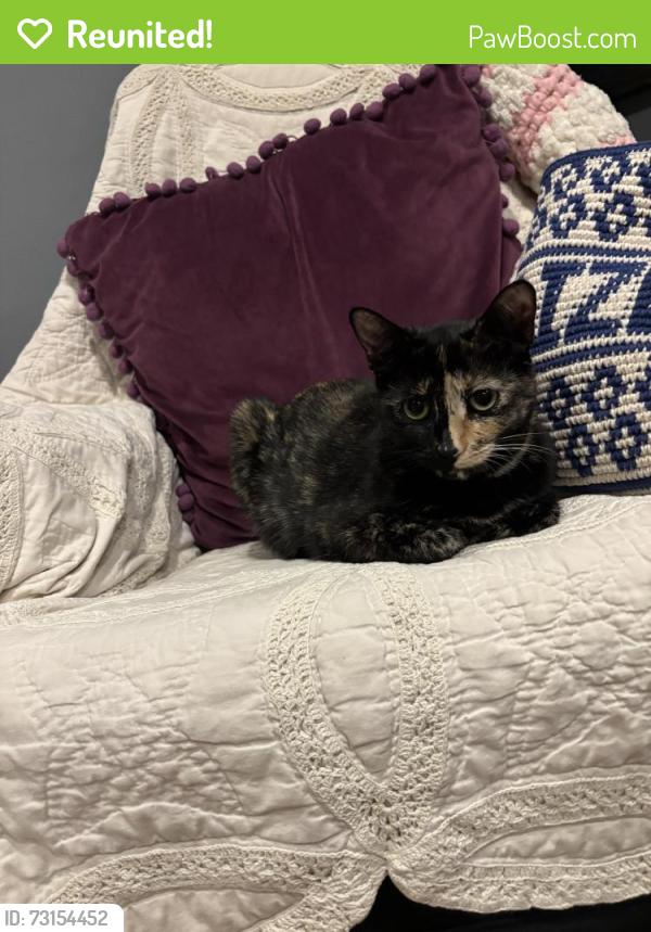 Reunited Female Cat last seen 18th st and point view st, Los Angeles, CA 90035