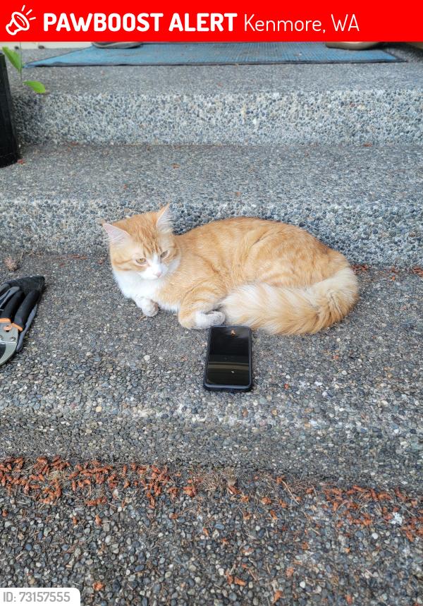 Lost Male Cat last seen 72nd ave NE and NE 168th, Kenmore, WA 98028