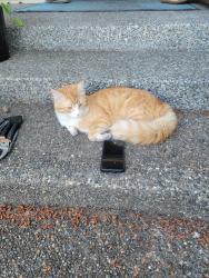 Lost Male Cat last seen 72nd ave NE and NE 168th, Kenmore, WA 98028