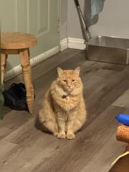 Lost Female Cat last seen Azusa, La Puente, CA 91744