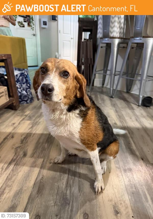 Found/Stray Female Dog last seen Cooper Ridge ests, Cantonment, FL 32533