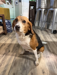 Reunited Female Dog last seen Cooper Ridge ests, Cantonment, FL 32533