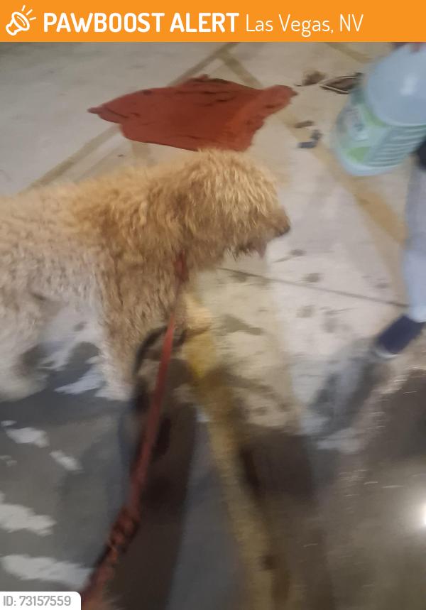 Found/Stray Male Dog last seen Clear home storage, Las Vegas, NV 89102