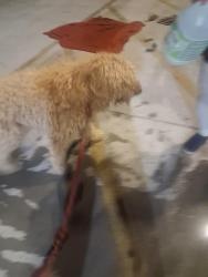 Found/Stray Male Dog last seen Clear home storage, Las Vegas, NV 89102