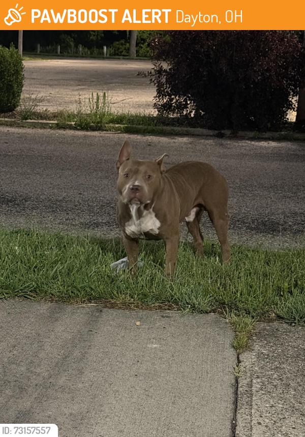 Found/Stray Male Dog last seen West Third Street, Dayton, OH 45402