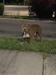 Found/Stray Male Dog last seen West Third Street, Dayton, OH 45402