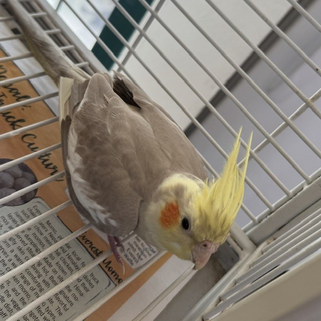 Shelter Stray Unknown Bird last seen BYINGTON PARK ON BYINGTON DR, 1950 Stevenson Blvd, Fremont, CA 94538, USA