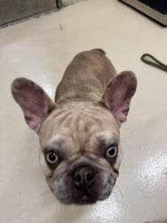 Shelter Stray Male Dog last seen FERNWOOD DR, 1950 Stevenson Blvd, Fremont, CA 94538, USA