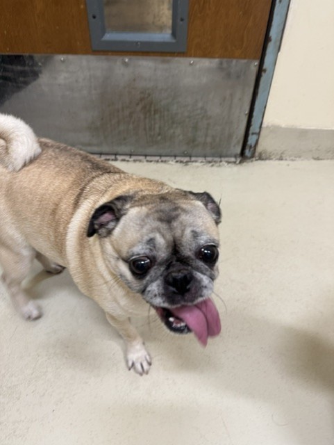 Shelter Stray Female Dog last seen FERNWOOD, 1950 Stevenson Blvd, Fremont, CA 94538, USA