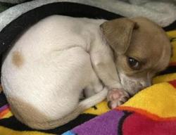 Shelter Stray Male Dog last seen Near BLOCK W NEES AVE, FRESNO CA 93711 6862, 5277 E Airways Blvd, Fresno, CA 93727, USA