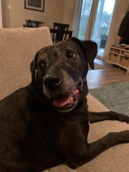 Reunited Female Dog last seen Glenview subdivision, Springdale, OH 45246