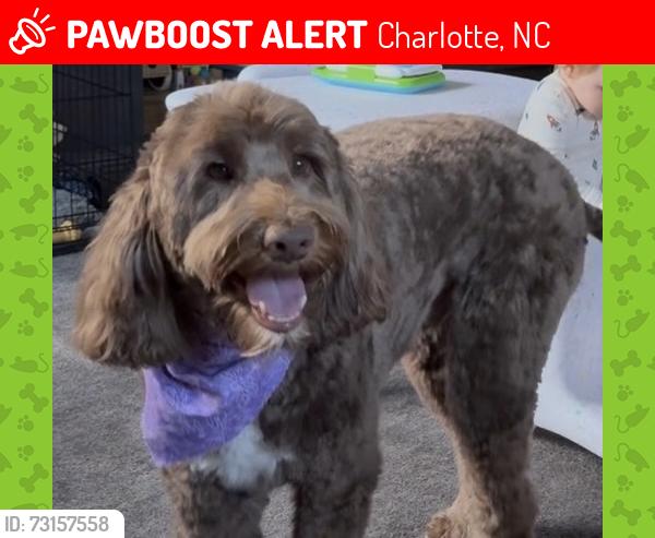 Lost Male Dog last seen Train tracks by camp north end, Charlotte, NC 28206