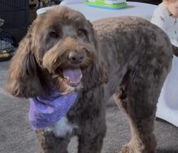 Lost Male Dog last seen Train tracks by camp north end, Charlotte, NC 28206