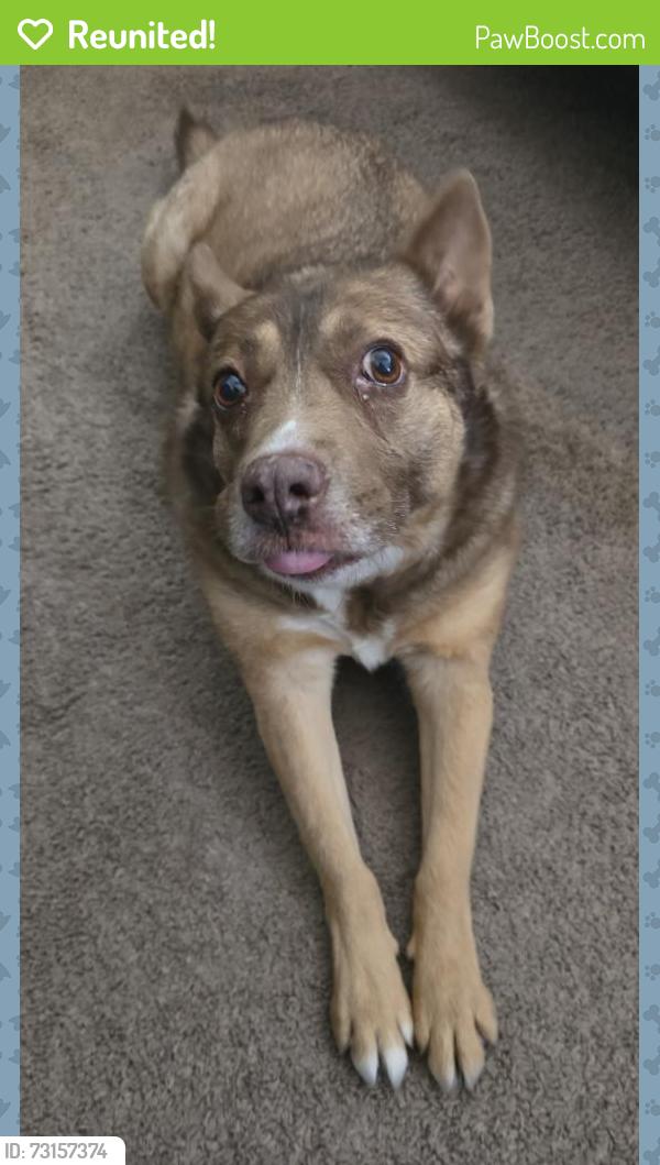 Reunited Female Dog last seen Marcella Santillana, El Paso, TX 79938