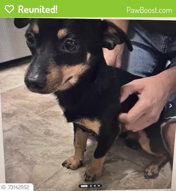 Reunited Male Dog last seen Ivar Ave & Hermosa, Temple City, CA 91780