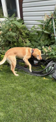 Reunited Male Dog last seen Bagger rd, Badger, AK 99705