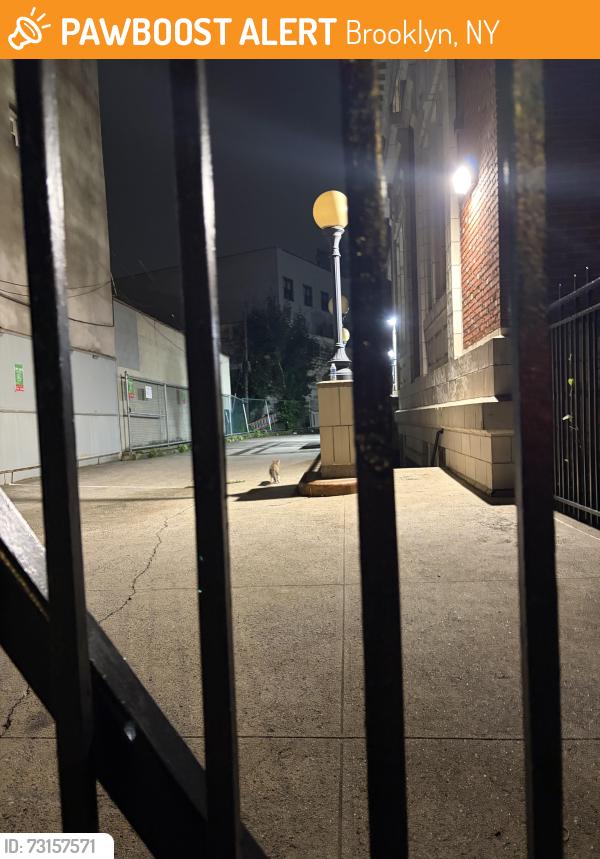 Found/Stray Unknown Cat last seen Bedford library alley to the left, Brooklyn, NY 11238