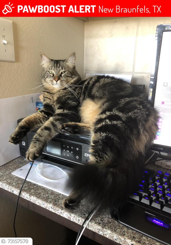 Lost Male Cat last seen Citori Path, New Braunfels, TX 78130