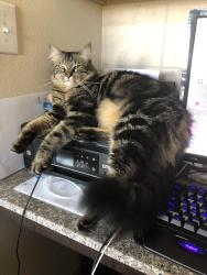 Lost Male Cat last seen Citori Path, New Braunfels, TX 78130