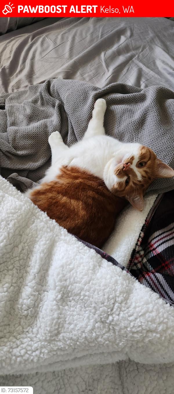 Lost Male Cat last seen Near pleasant hill rd, Kelso, WA 98626