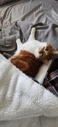 Lost Male Cat last seen Near pleasant hill rd, Kelso, WA 98626