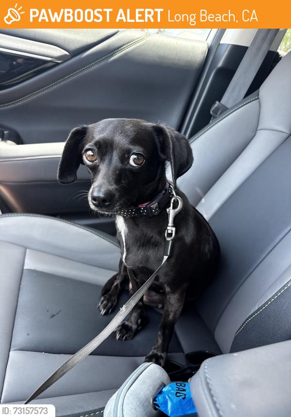 Found/Stray Female Dog last seen Pch and orange. By cvs y mas and PCC school, Long Beach, CA 90806