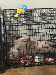 Lost Female Dog last seen Louisiana ave, Lake Charles, LA 70601