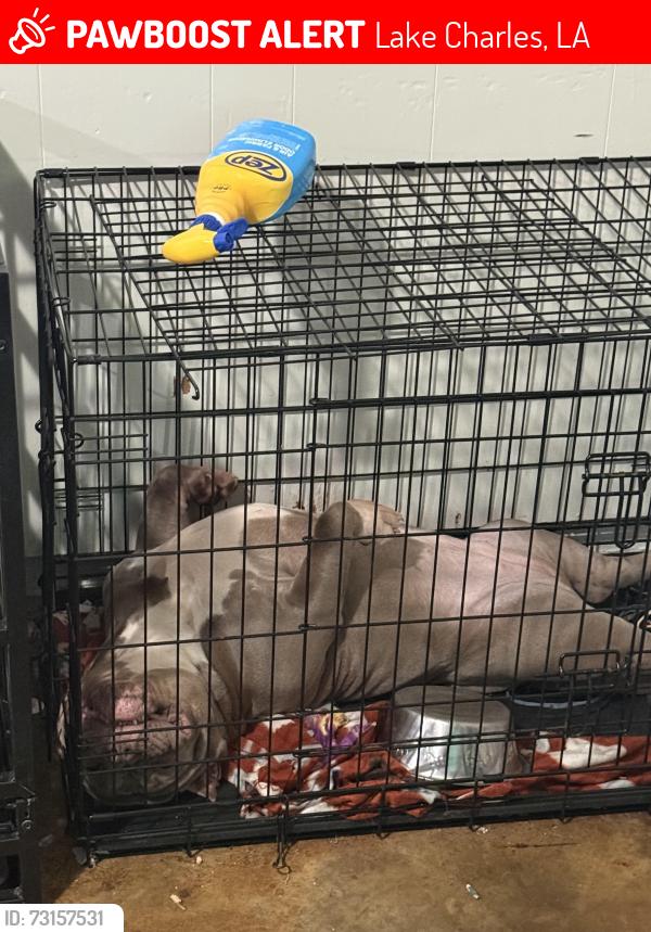 Lost Female Dog last seen Louisiana ave, Lake Charles, LA 70601
