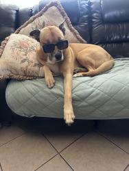 Reunited Female Dog last seen East vista way next to ciao restaurant, Vista, CA 92084