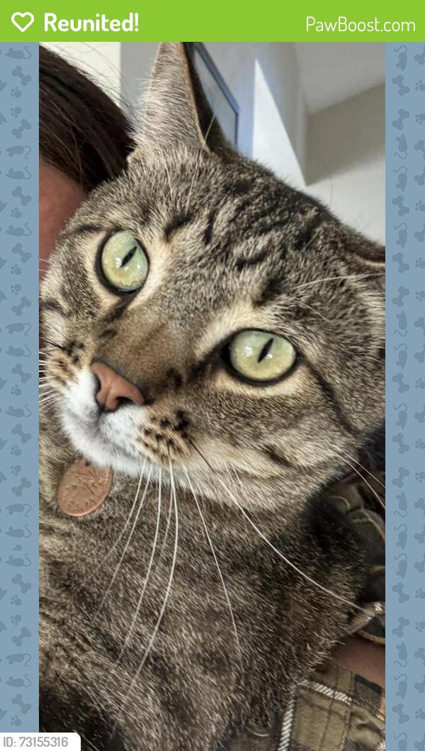 Reunited Male Cat last seen W Marlowe Ave and S Devinney St, Morrison, CO 80465