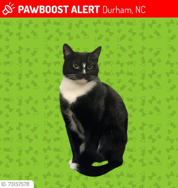 Lost Female Cat last seen Triangle RV Park, Durham, NC 27705